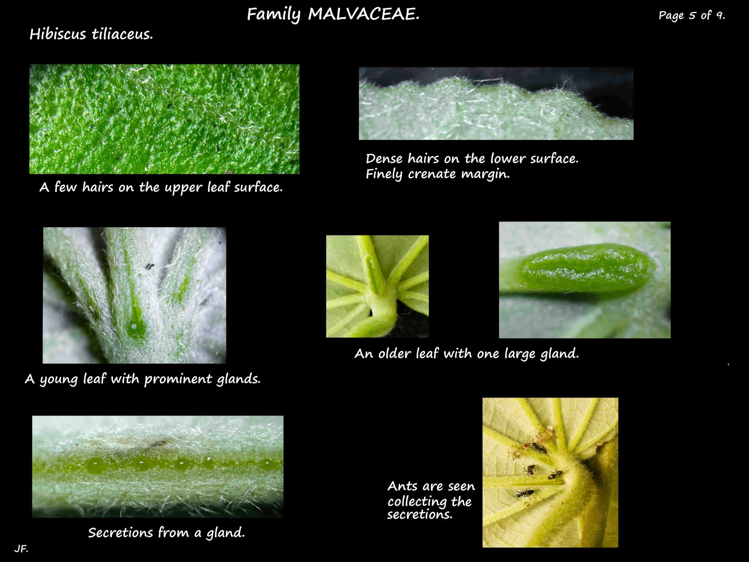 5 Leaf hairs & glands on Hibiscus tiliaceus